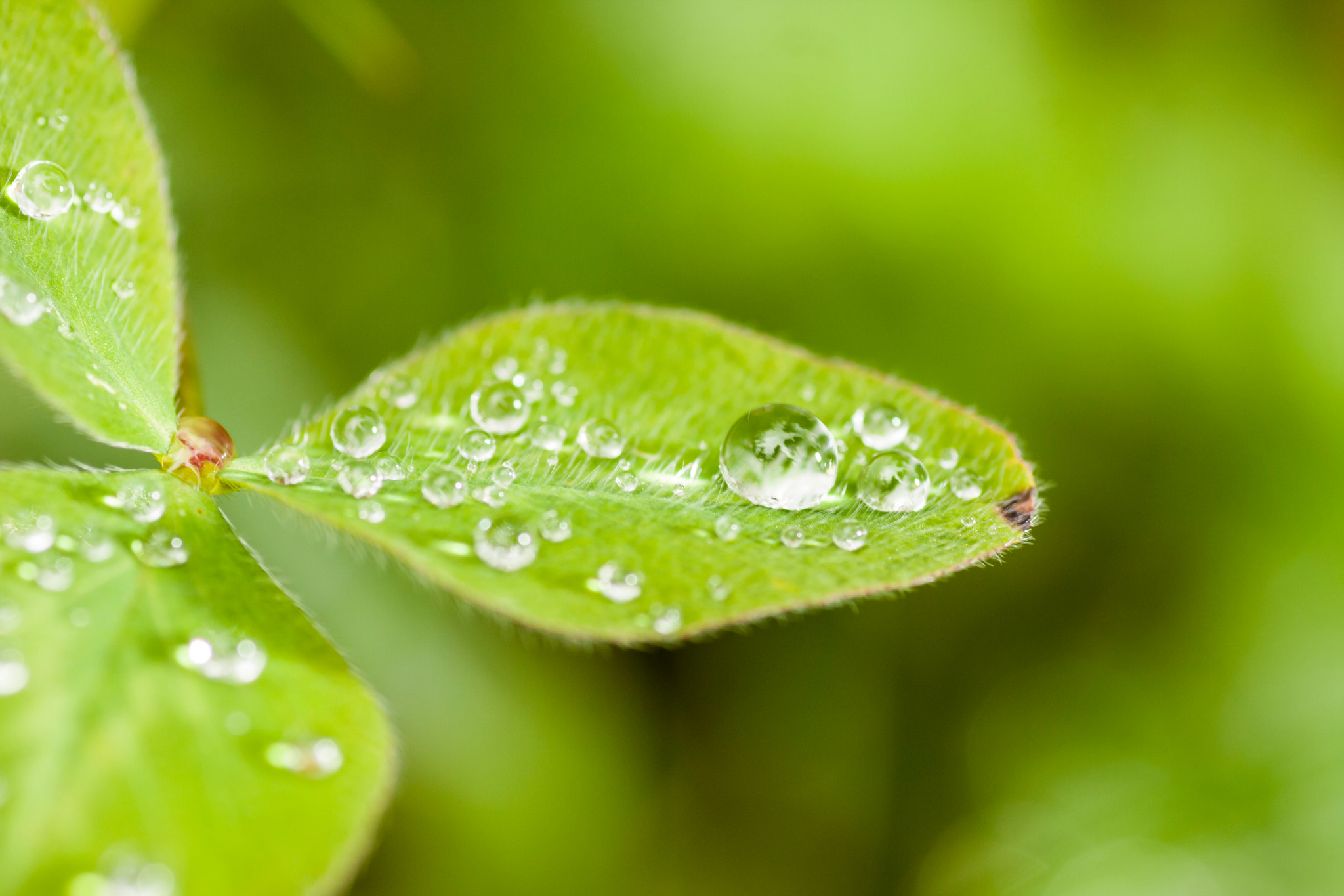 Canon EOS 40D + Tamron SP AF 90mm F2.8 Di Macro sample photo. Dew drops photography