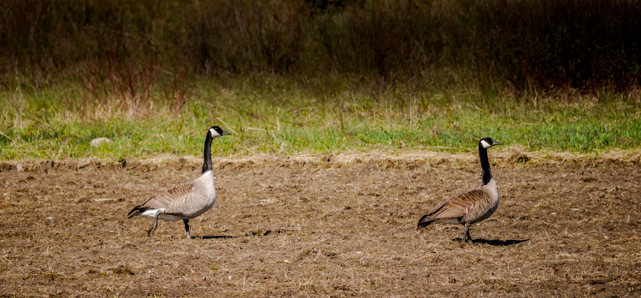 Panasonic Lumix DMC-GH1 sample photo. Les outardes photography