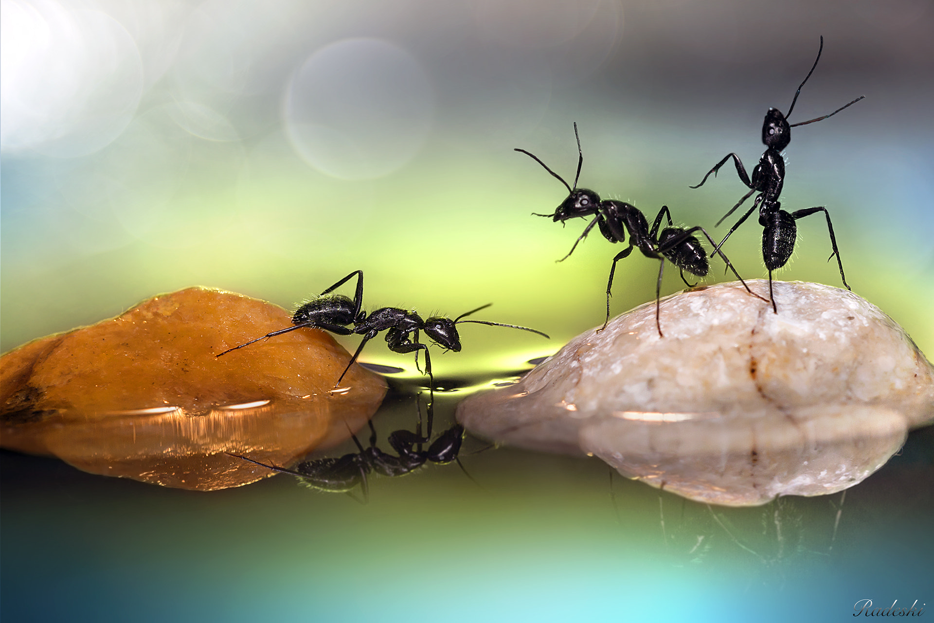 Nikon D800E + Nikon AF Micro-Nikkor 60mm F2.8D sample photo. Dai che ce la fai !! photography