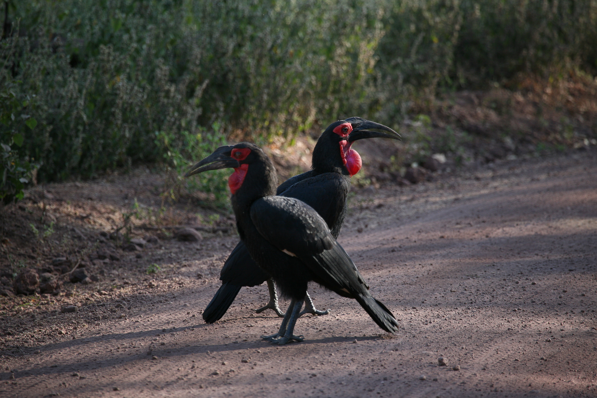 Canon EF 100-400mm F4.5-5.6L IS USM sample photo. Calao terrestre photography