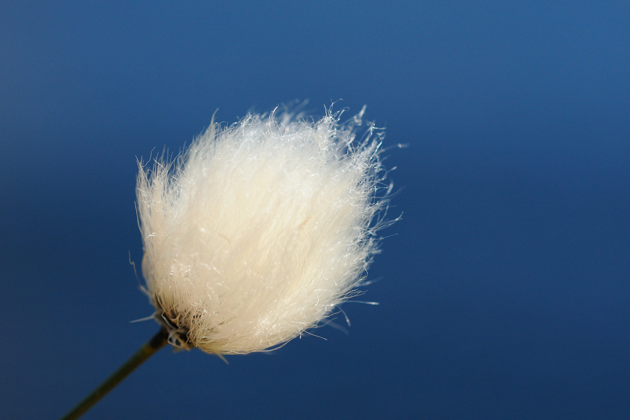 Nikon AF-S Micro-Nikkor 60mm F2.8G ED sample photo. Eriophorum scheuchzeri photography
