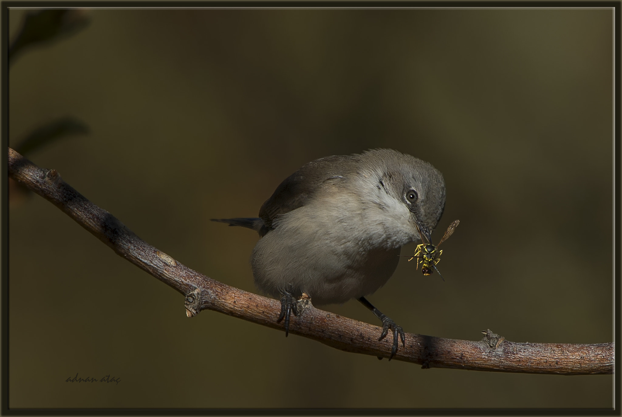 Sigma 50-500mm F4.5-6.3 DG OS HSM sample photo. Küçük akgerdanlı ötleğen - sylvia curruca - lesser whitethroat photography