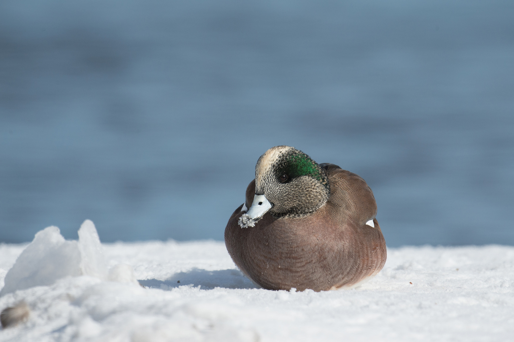 Nikon D4 + Sigma 24-60mm F2.8 EX DG sample photo. Canard d'amerique, anas americana, american wigeon photography