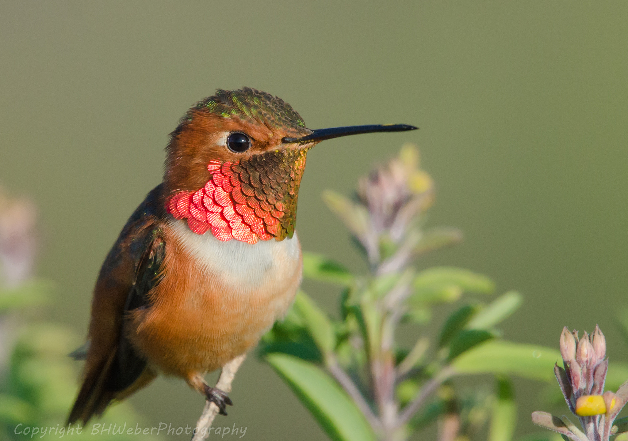 Nikon Nikkor AF-S 300mm F4E PF ED VR sample photo. Hummingbird portrait photography