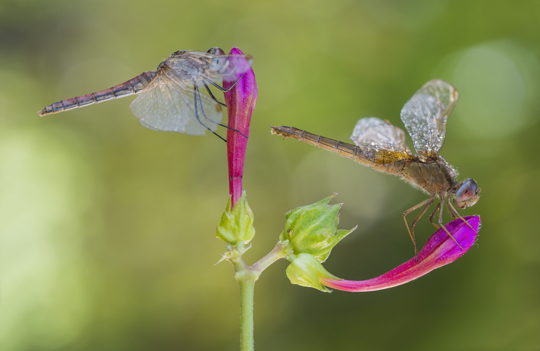 Sigma 150mm F2.8 EX DG Macro HSM sample photo. Punto e virgola photography