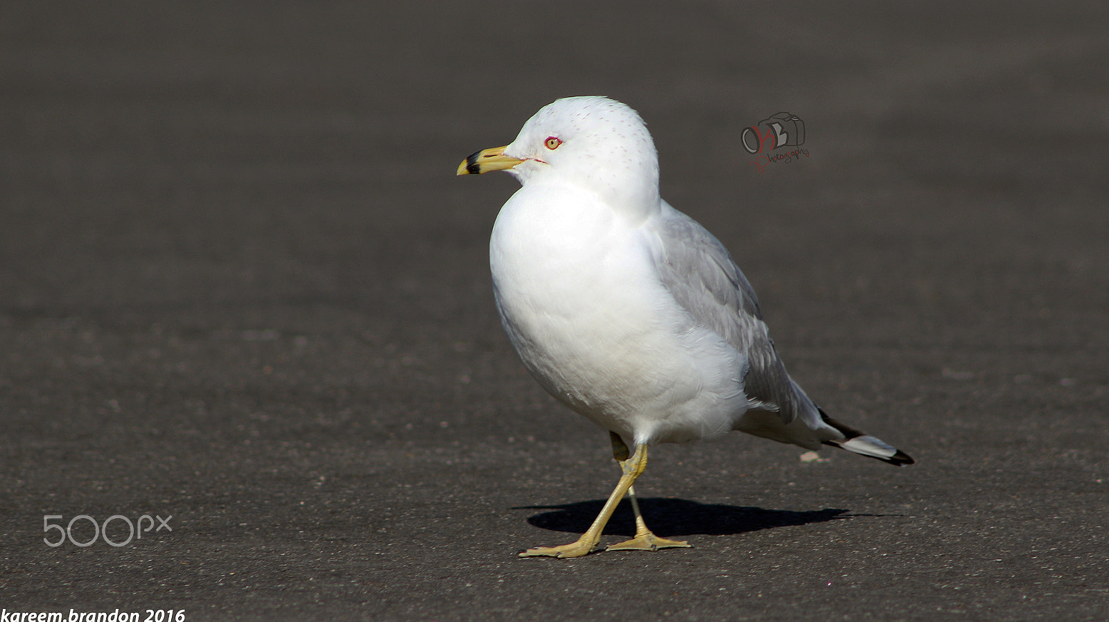 Canon EF 75-300mm f/4-5.6 USM sample photo