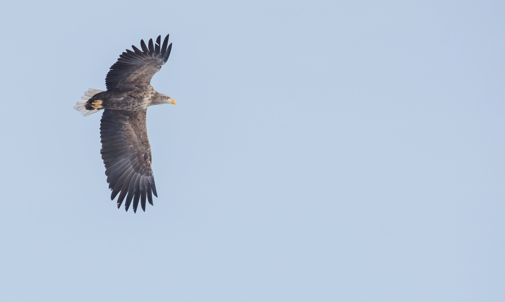 Sony ILCA-77M2 + Sigma 150-500mm F5-6.3 DG OS HSM sample photo. White-tailed eagle photography