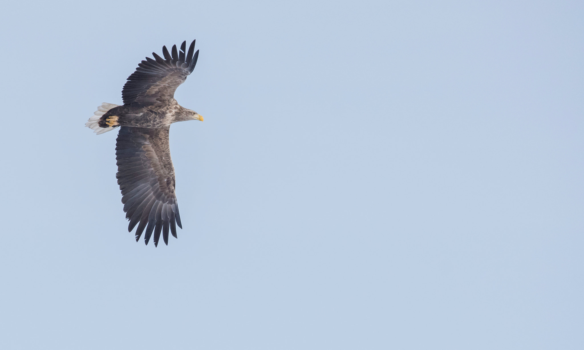 Sigma 150-500mm F5-6.3 DG OS HSM sample photo. White-tailed eagle photography