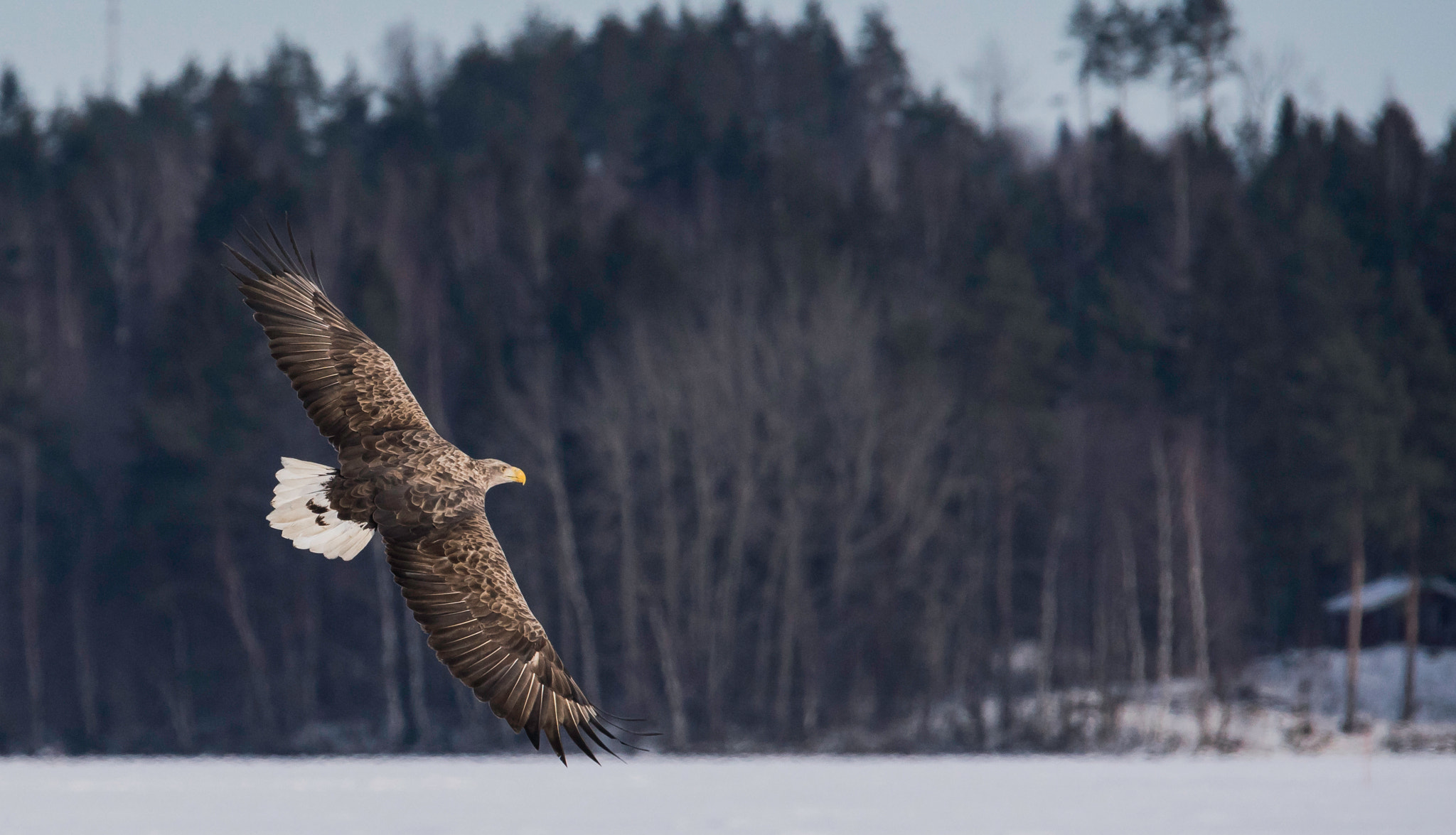Sigma 150-500mm F5-6.3 DG OS HSM sample photo. White-tailed eagle photography