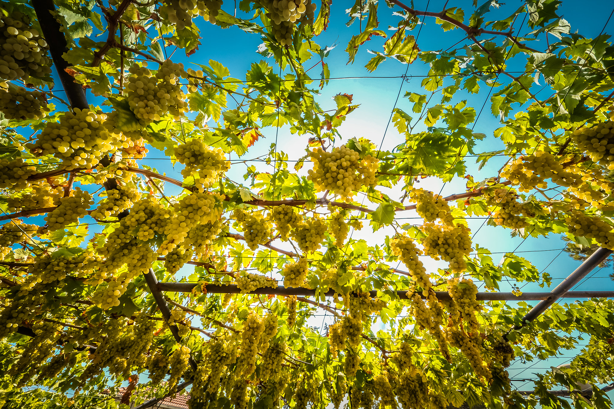 Sigma 8-16mm F4.5-5.6 DC HSM sample photo. On the vine photography