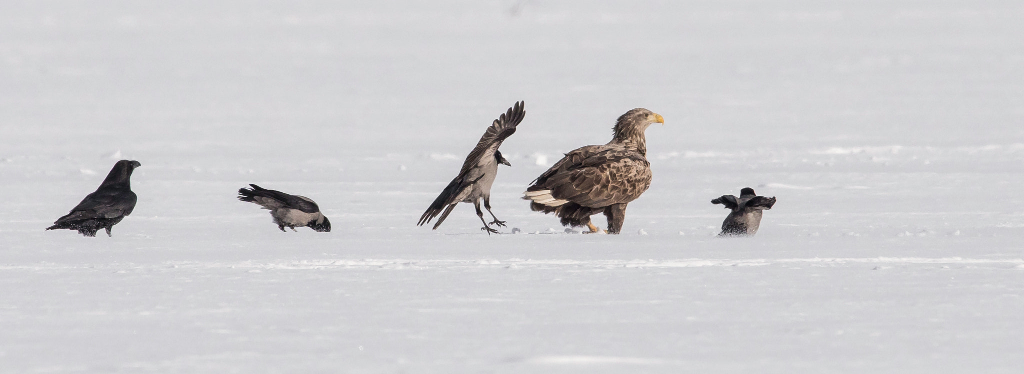 Sigma 150-500mm F5-6.3 DG OS HSM sample photo. Companions of the raven photography