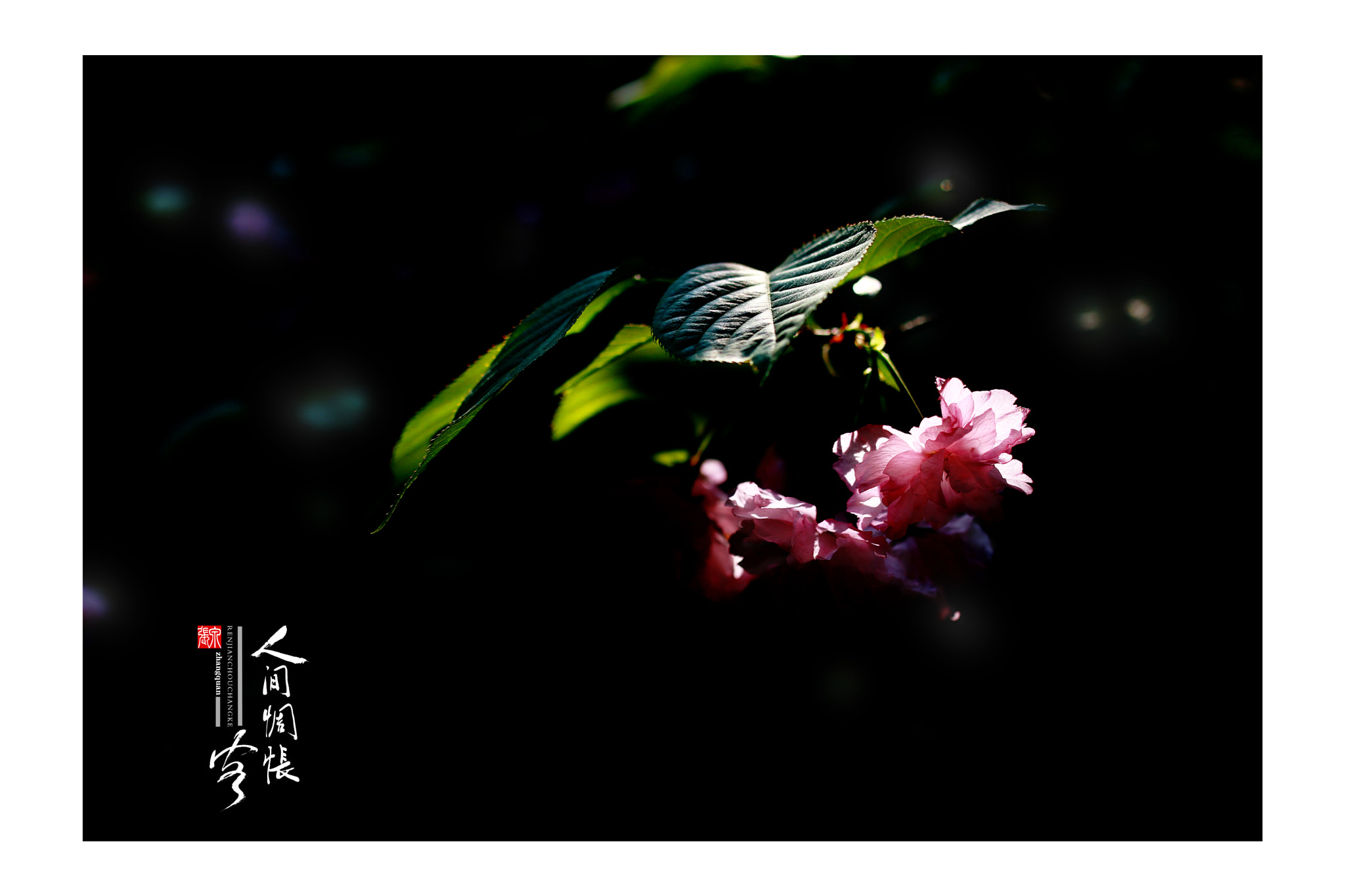 Canon EOS 550D (EOS Rebel T2i / EOS Kiss X4) + Sigma 35mm F1.4 DG HSM Art sample photo. 逆光 photography