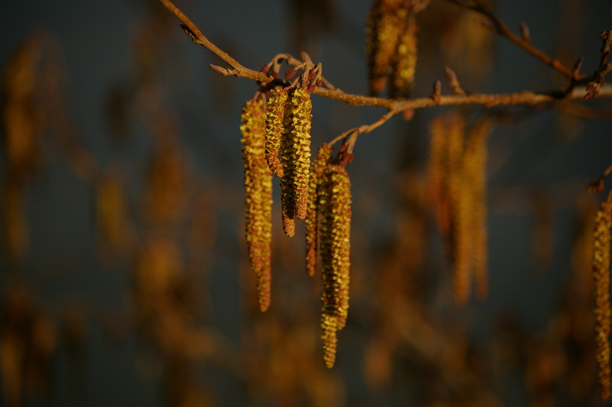 Pentax K100D + Pentax smc DA 50-200mm F4-5.6 ED sample photo. Spring catkins in the evening photography