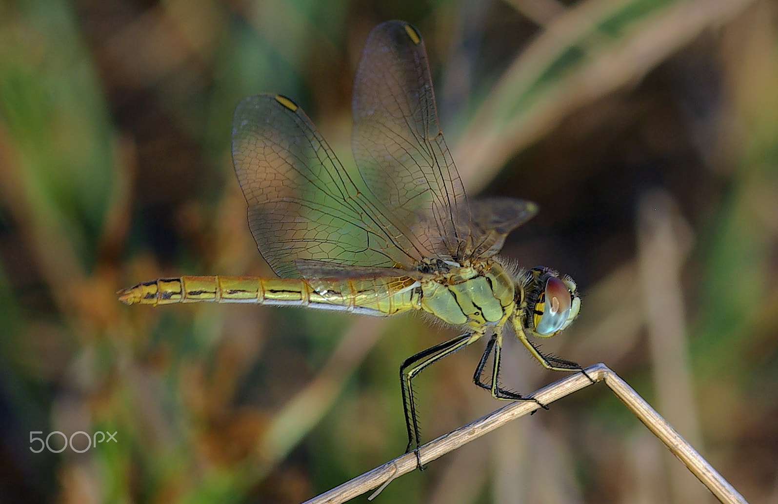 Pentax K10D + smc PENTAX-FA Macro 100mm F2.8 sample photo. Yusufçuk/dragonfly photography