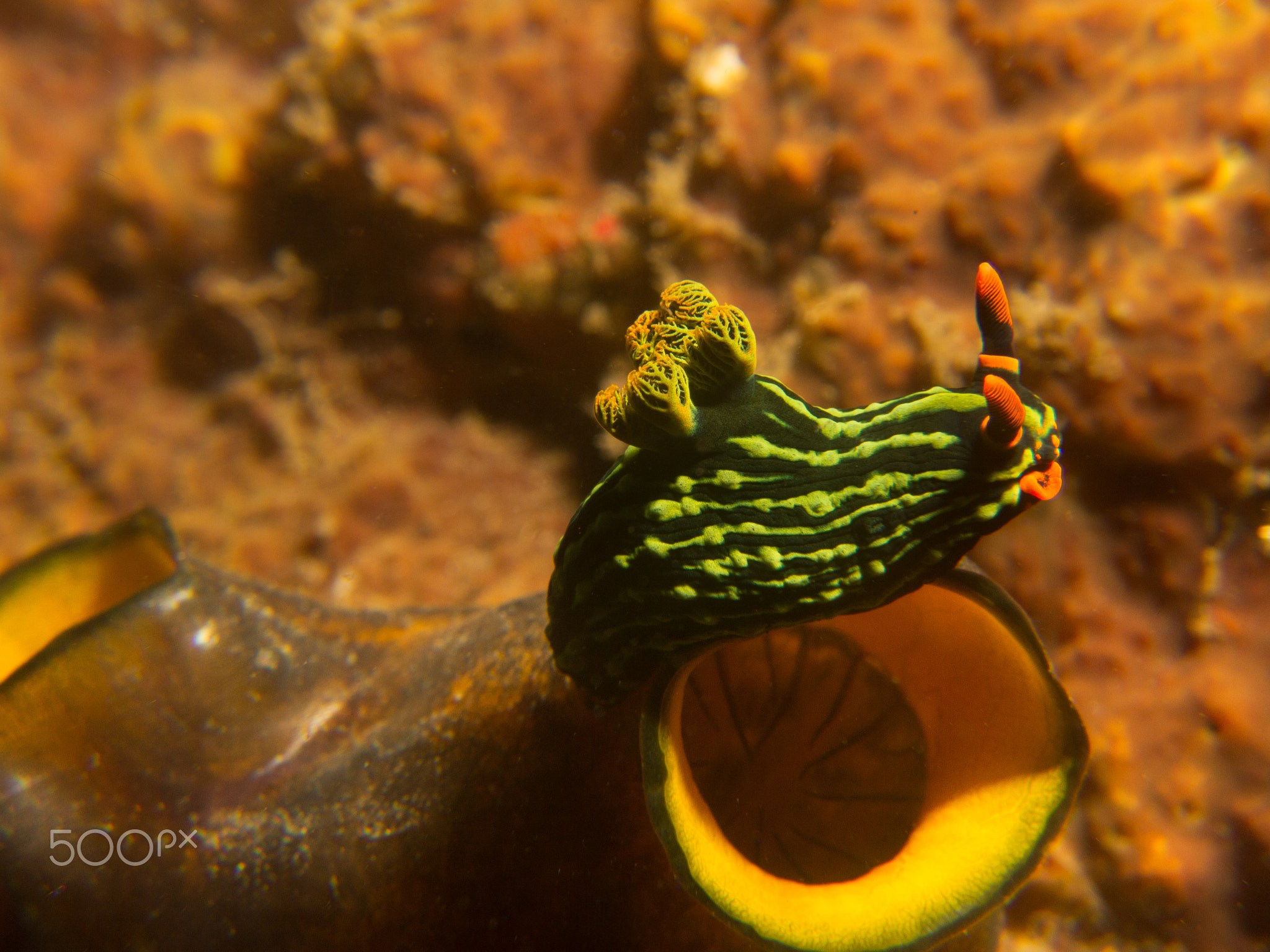 Nembrotha kubaryana