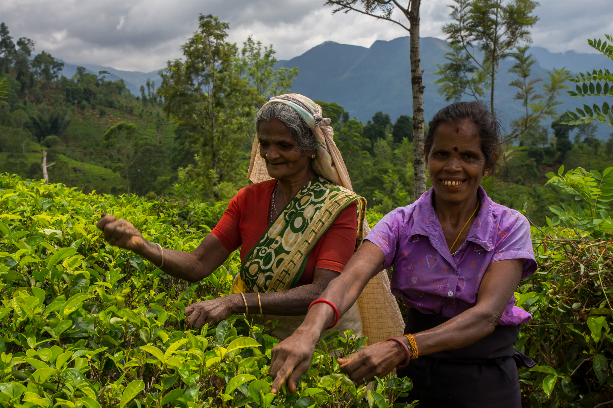 Sony SLT-A65 (SLT-A65V) + Tamron SP 24-70mm F2.8 Di VC USD sample photo. Tea plantation workers at sri lanka photography