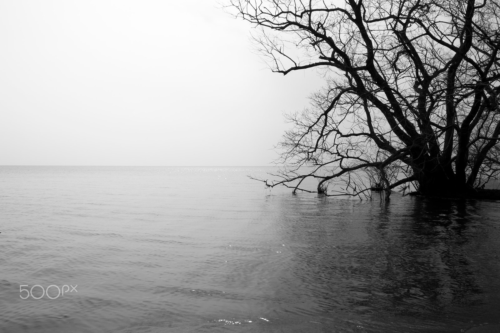 Canon EOS 700D (EOS Rebel T5i / EOS Kiss X7i) sample photo. Dark tree photography