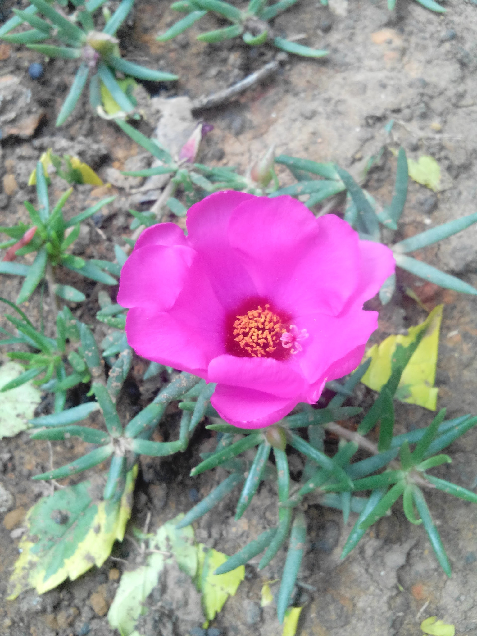 HUAWEI G610-U15 sample photo. Otro angulo photography