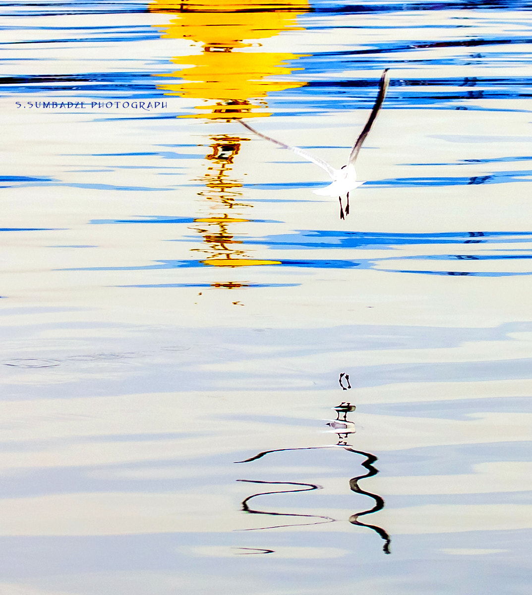 Canon EOS-1Ds Mark III sample photo. Seagull, reflection photography
