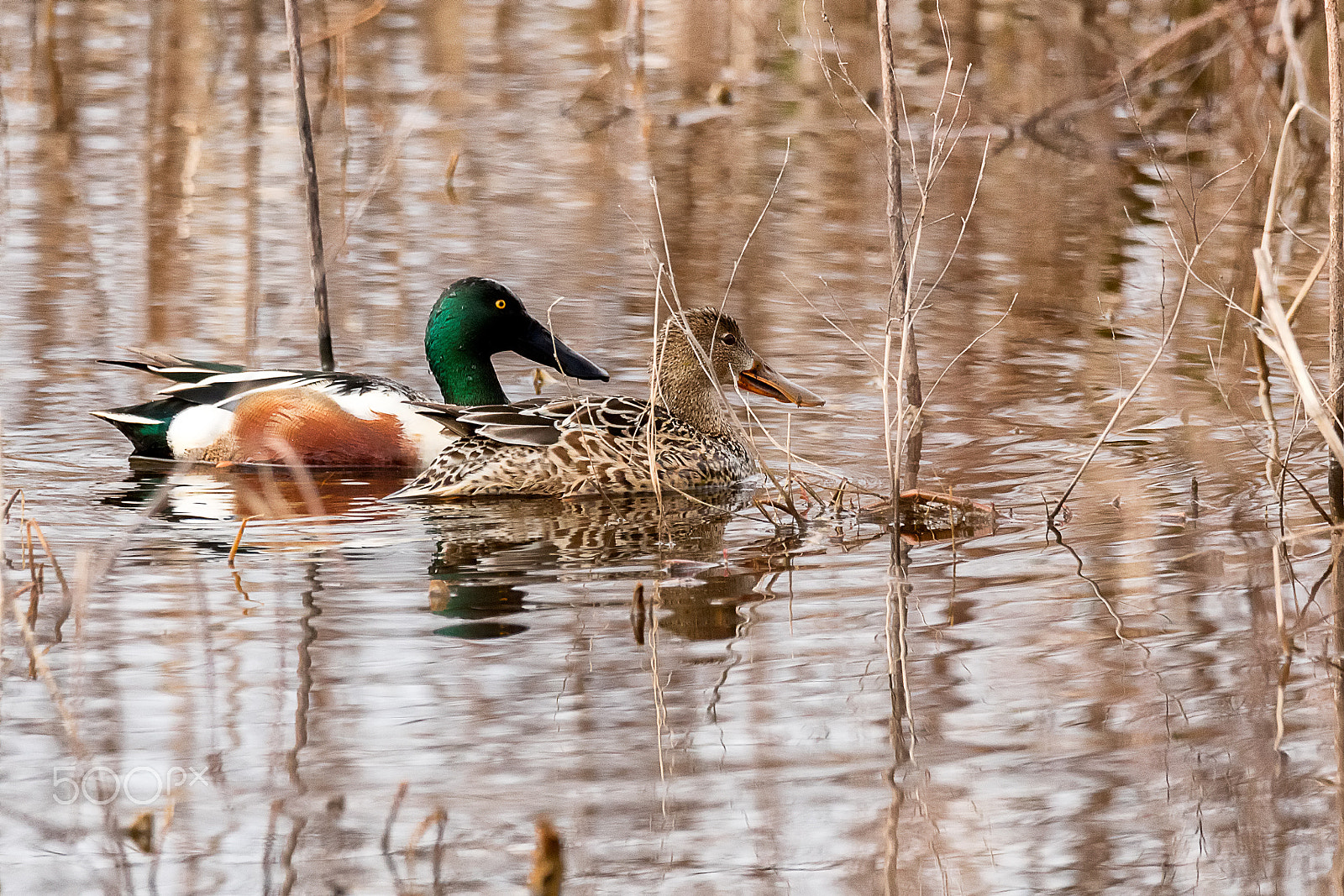Canon EOS 5DS + Sigma 150-600mm F5-6.3 DG OS HSM | C sample photo. Northern shoveler male and female in grassland photography