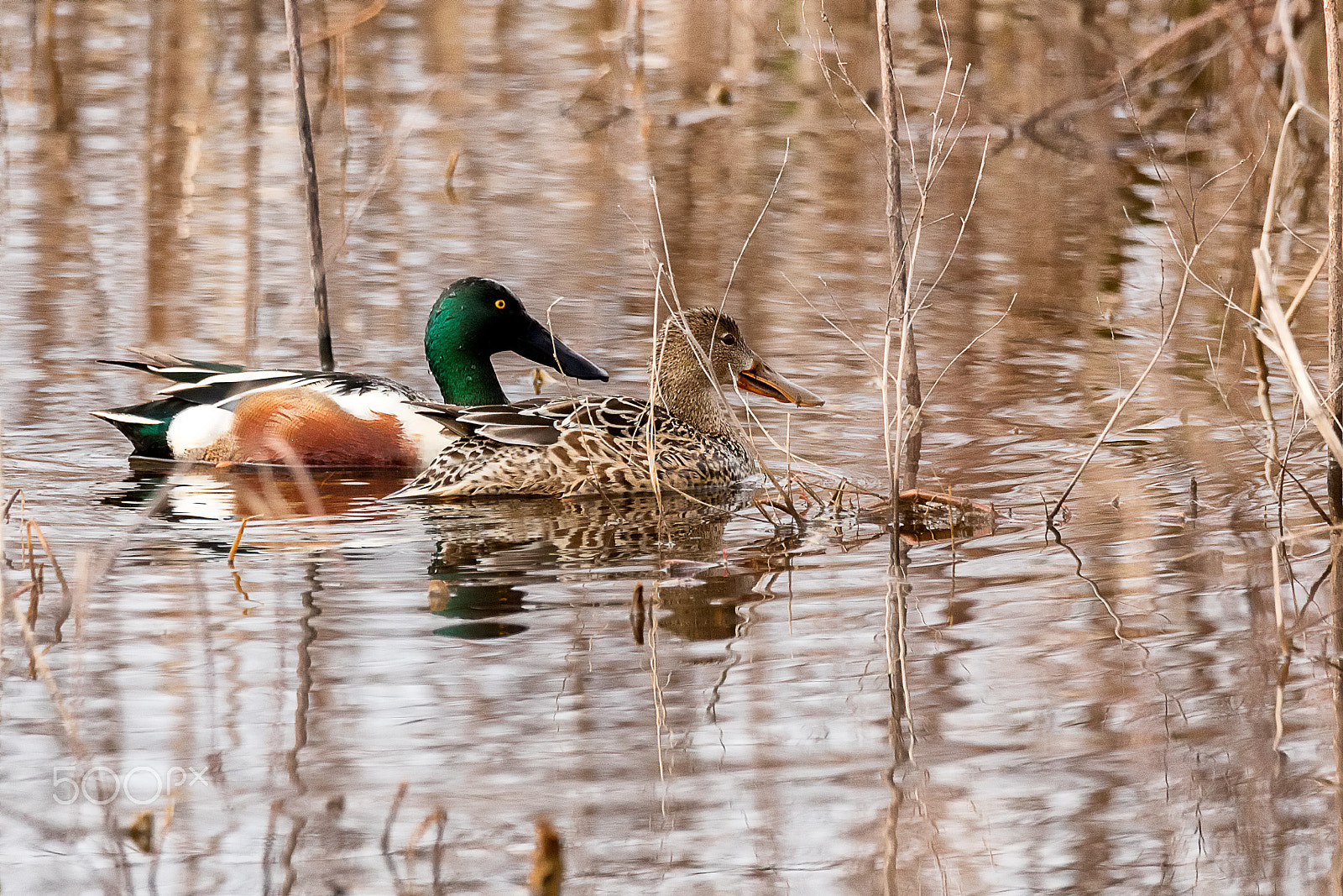 Sigma 150-600mm F5-6.3 DG OS HSM | C sample photo. Northern shoveler male and female in grassland photography