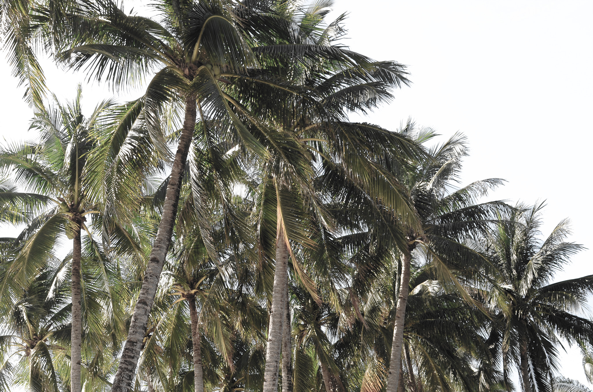 Sigma 24-70mm F2.8 EX DG Macro sample photo. Under the coconut trees photography