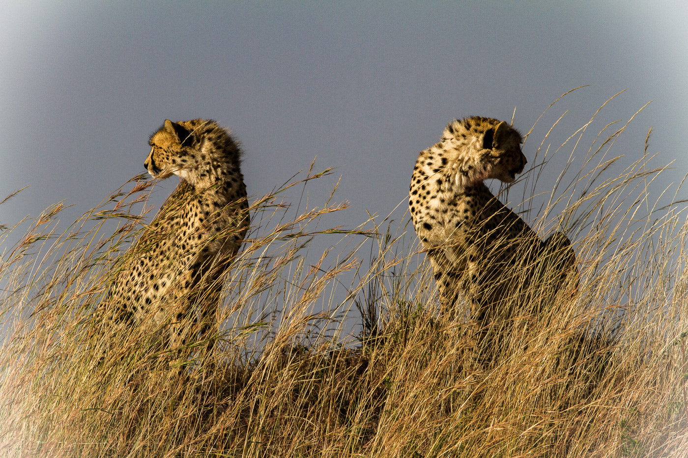 Canon EF 600mm F4L IS II USM sample photo
