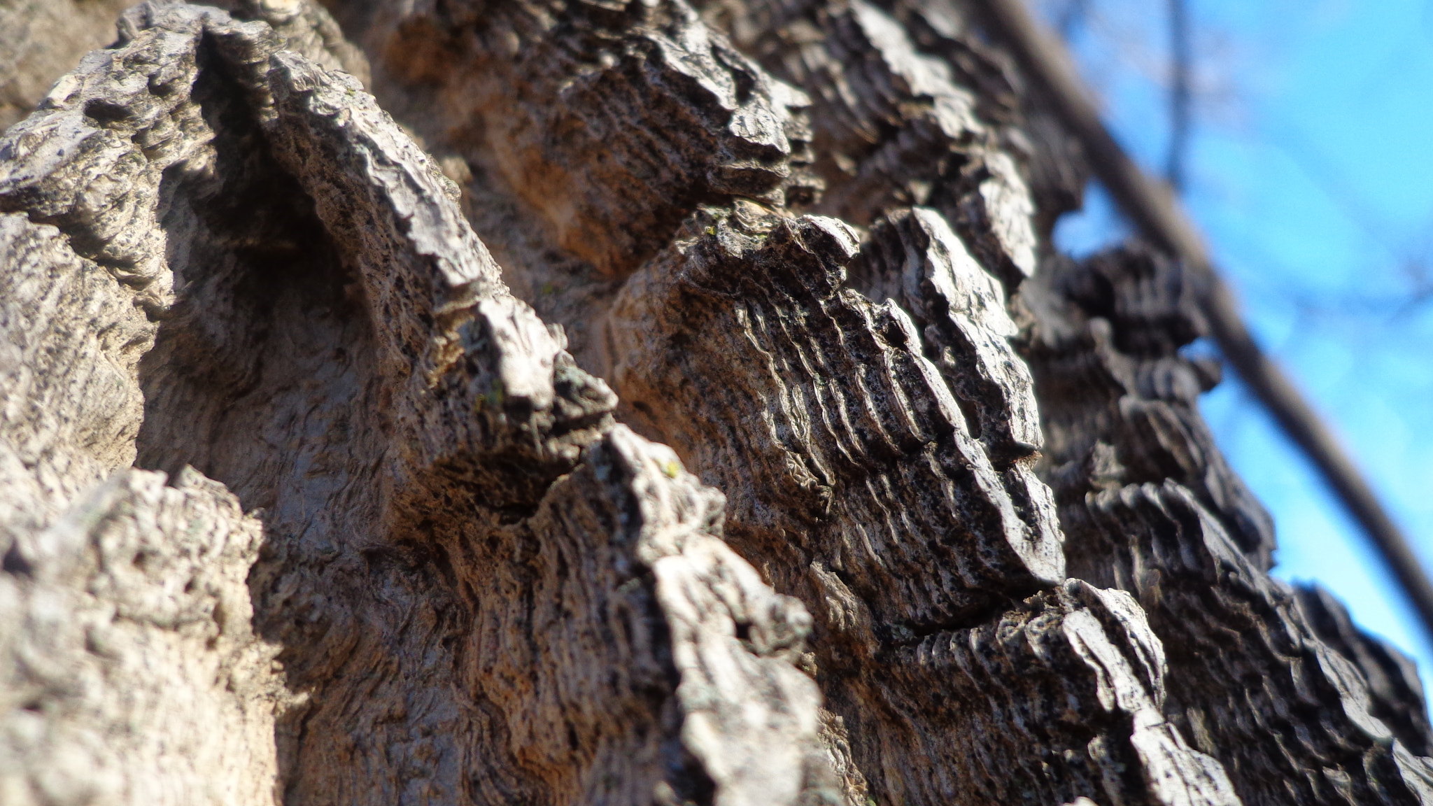 Sony DSC-W650 sample photo. Bark photography