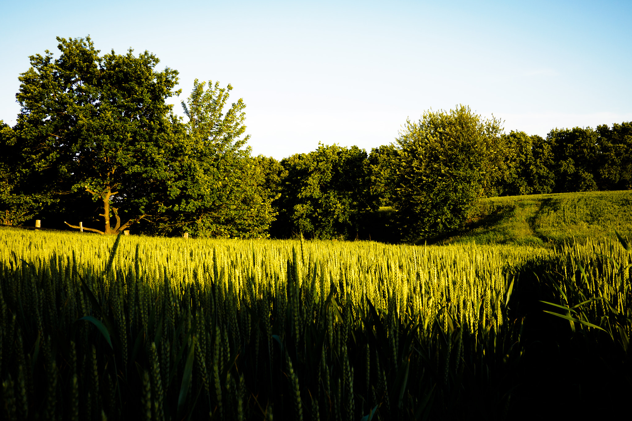 Olympus OM-D E-M10 + LUMIX G 20/F1.7 II sample photo. Wheat and trees photography