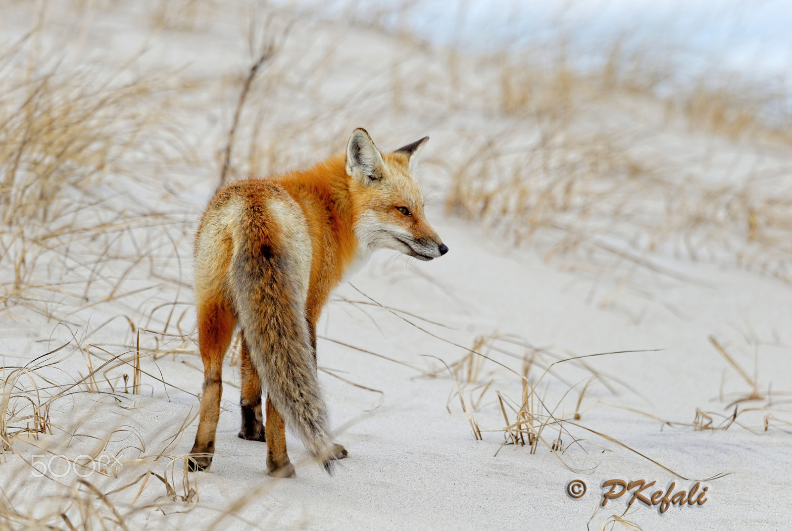 Nikon D600 sample photo. Red fox - on the sand dunes photography