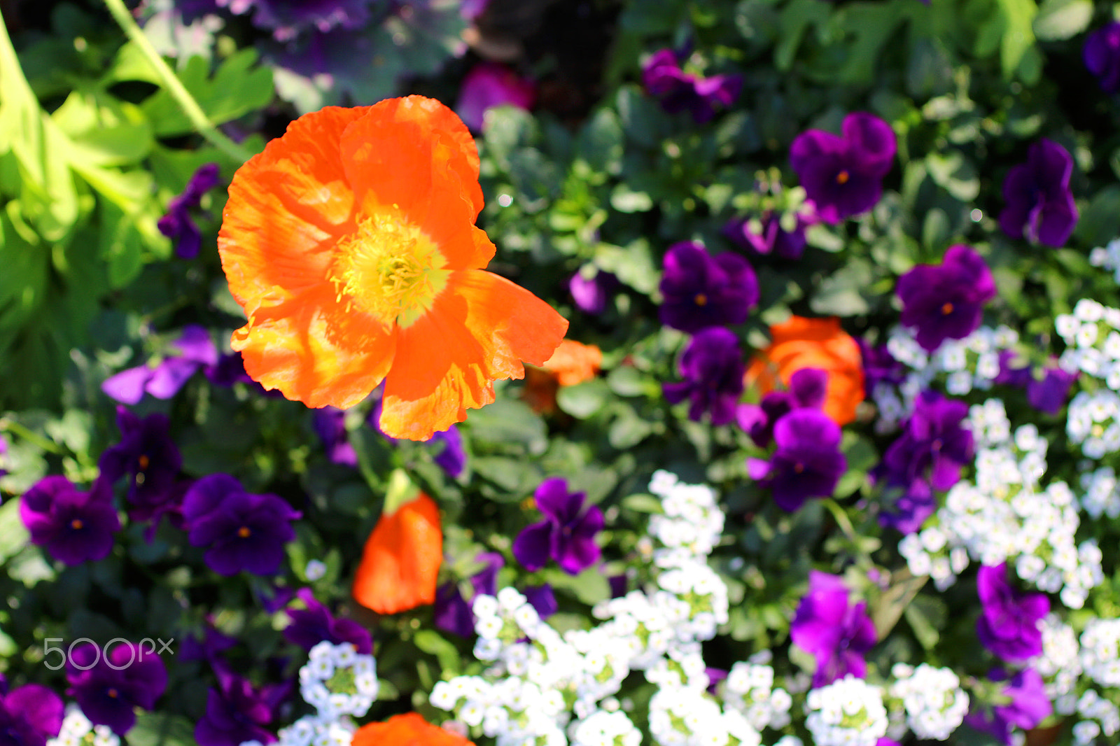 Canon EF 50mm F2.5 Macro sample photo. Poppy 2488 photography
