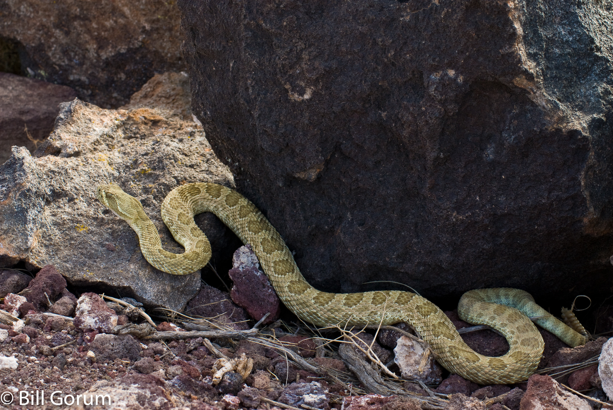 Nikon D200 sample photo. Prairie rattlesnake, (crotalus viridis). photography