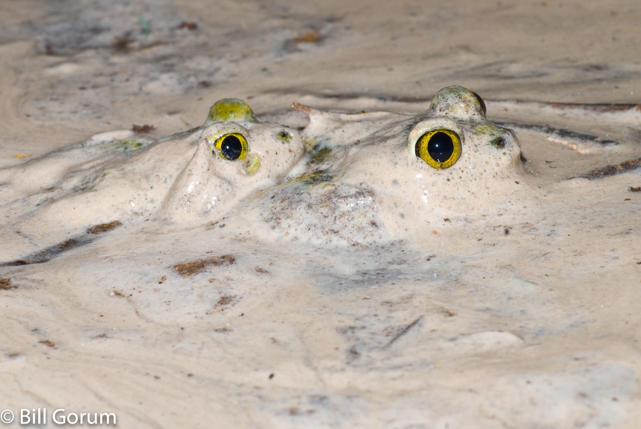 Nikon D200 sample photo. Amplectant couch's spadefoots, scaphiopus couchii photography