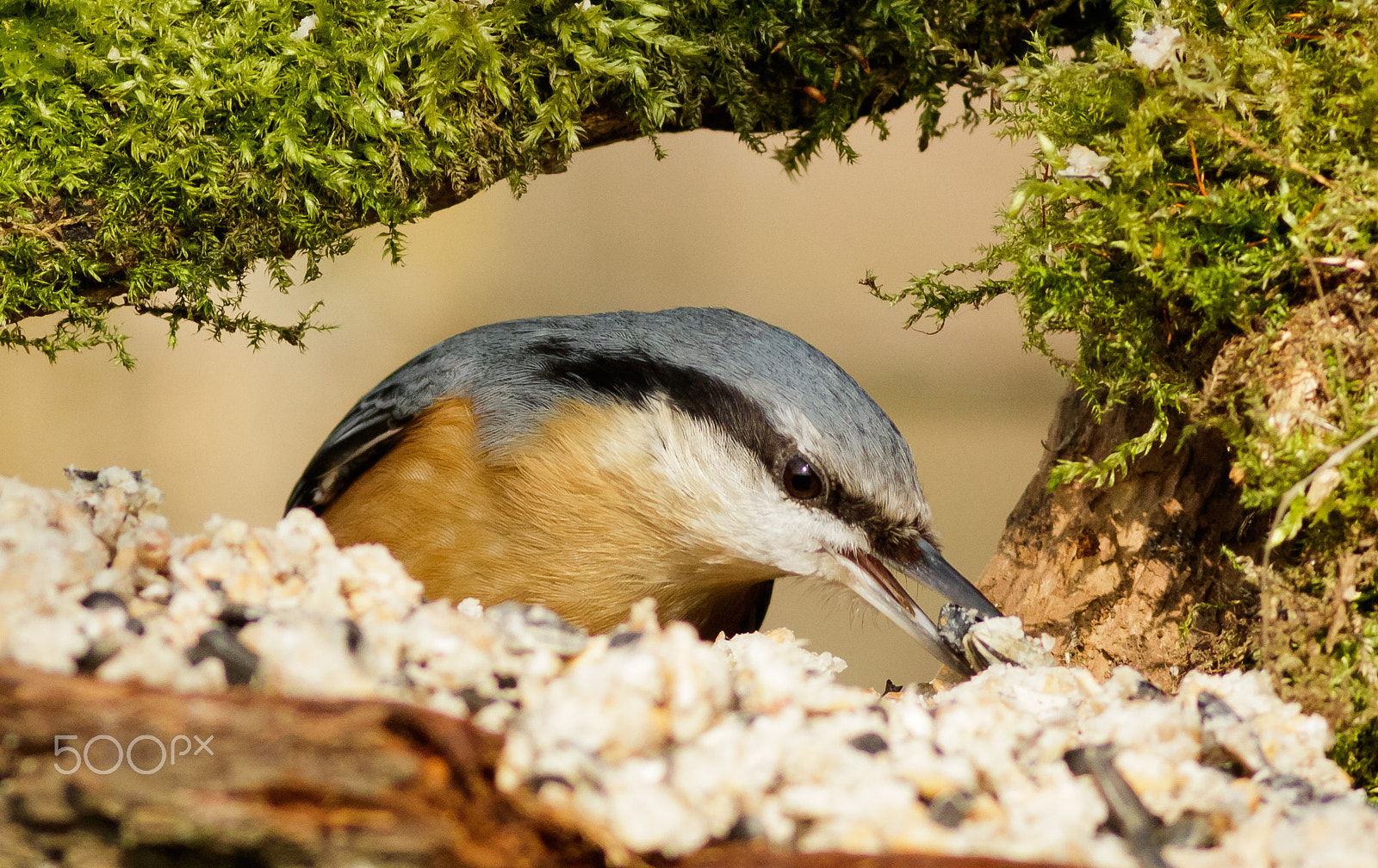 Canon EOS 760D (EOS Rebel T6s / EOS 8000D) + Canon EF 400mm F5.6L USM sample photo. Brhlíkuv oběd photography