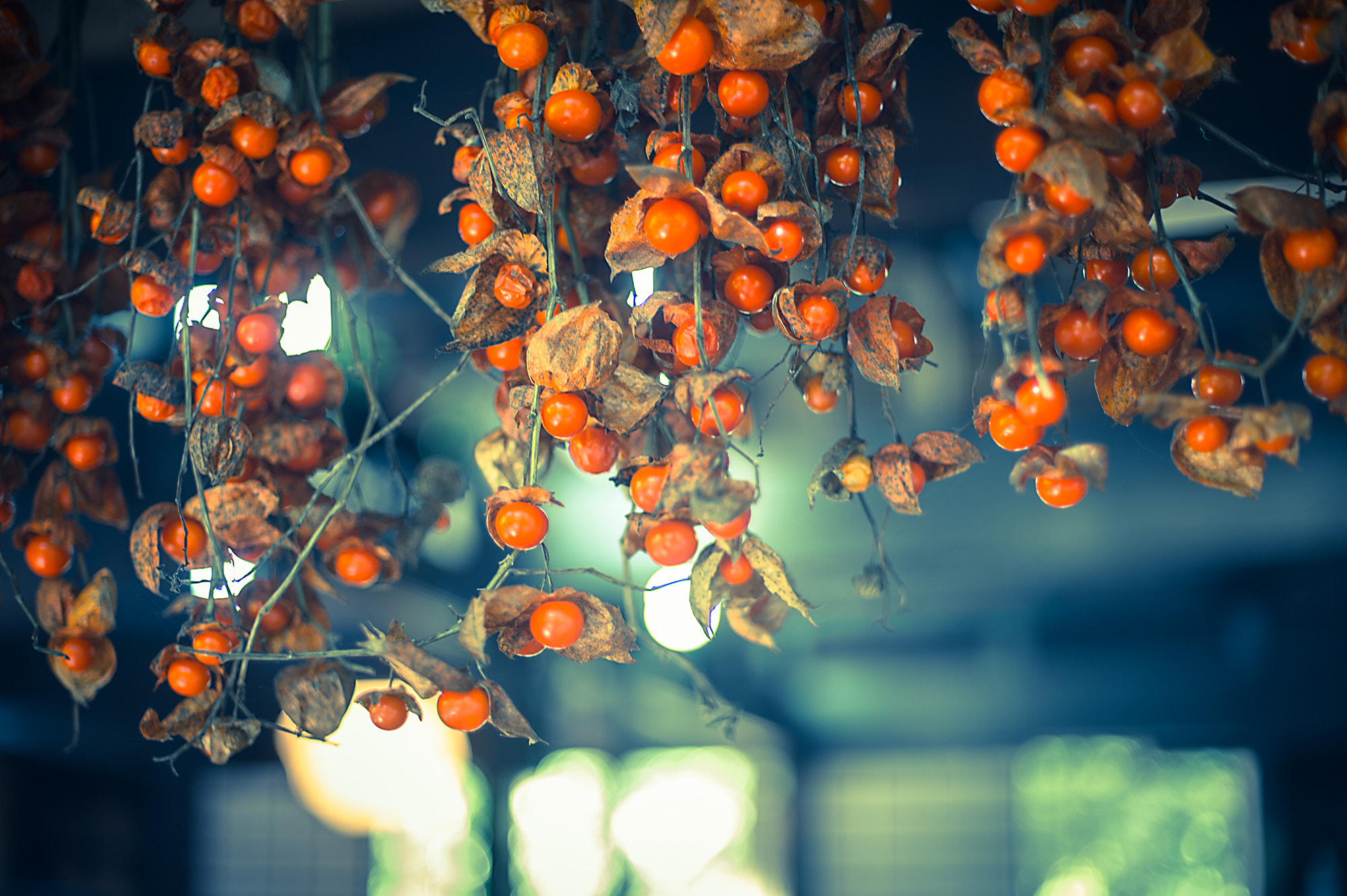 Nikon Df + AF Nikkor 50mm f/1.4 sample photo. Eaves of the ground cherry photography