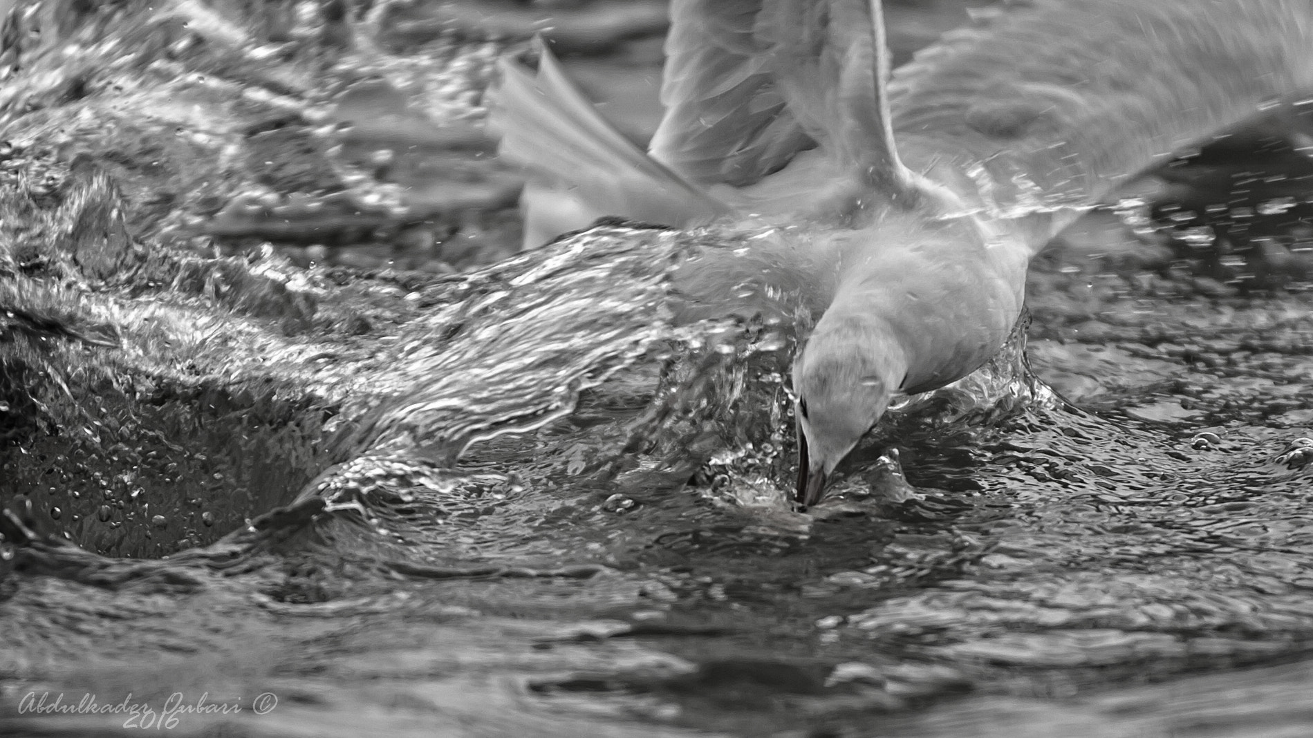 Nikon D2Hs sample photo. Silver photography