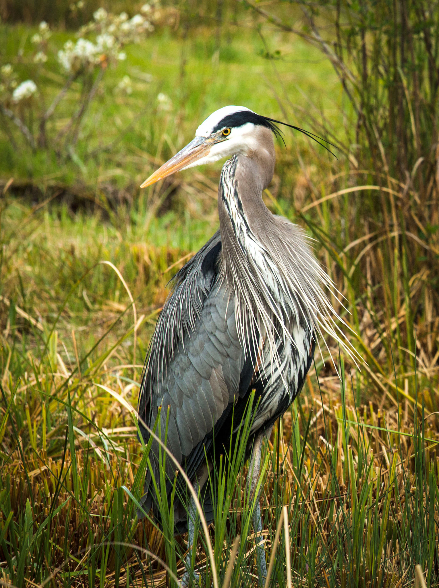 Canon EF-S 55-250mm F4-5.6 IS STM sample photo. Tanner springs heron photography