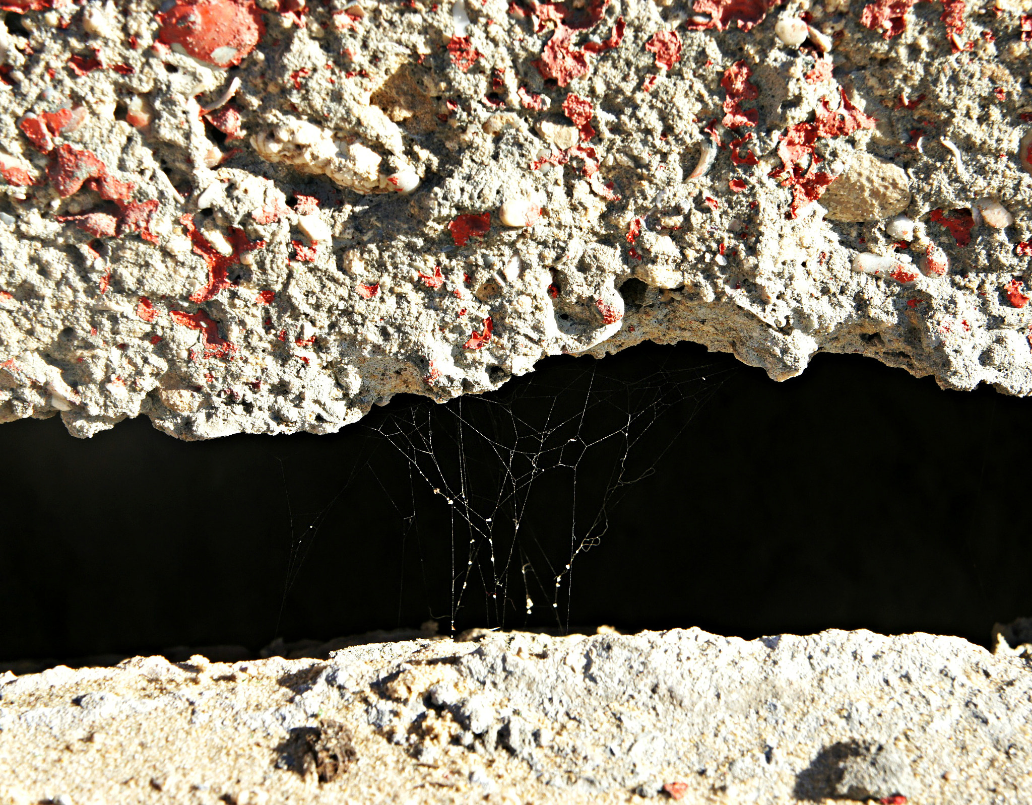 Sony Alpha NEX-3 sample photo. Spider's home photography