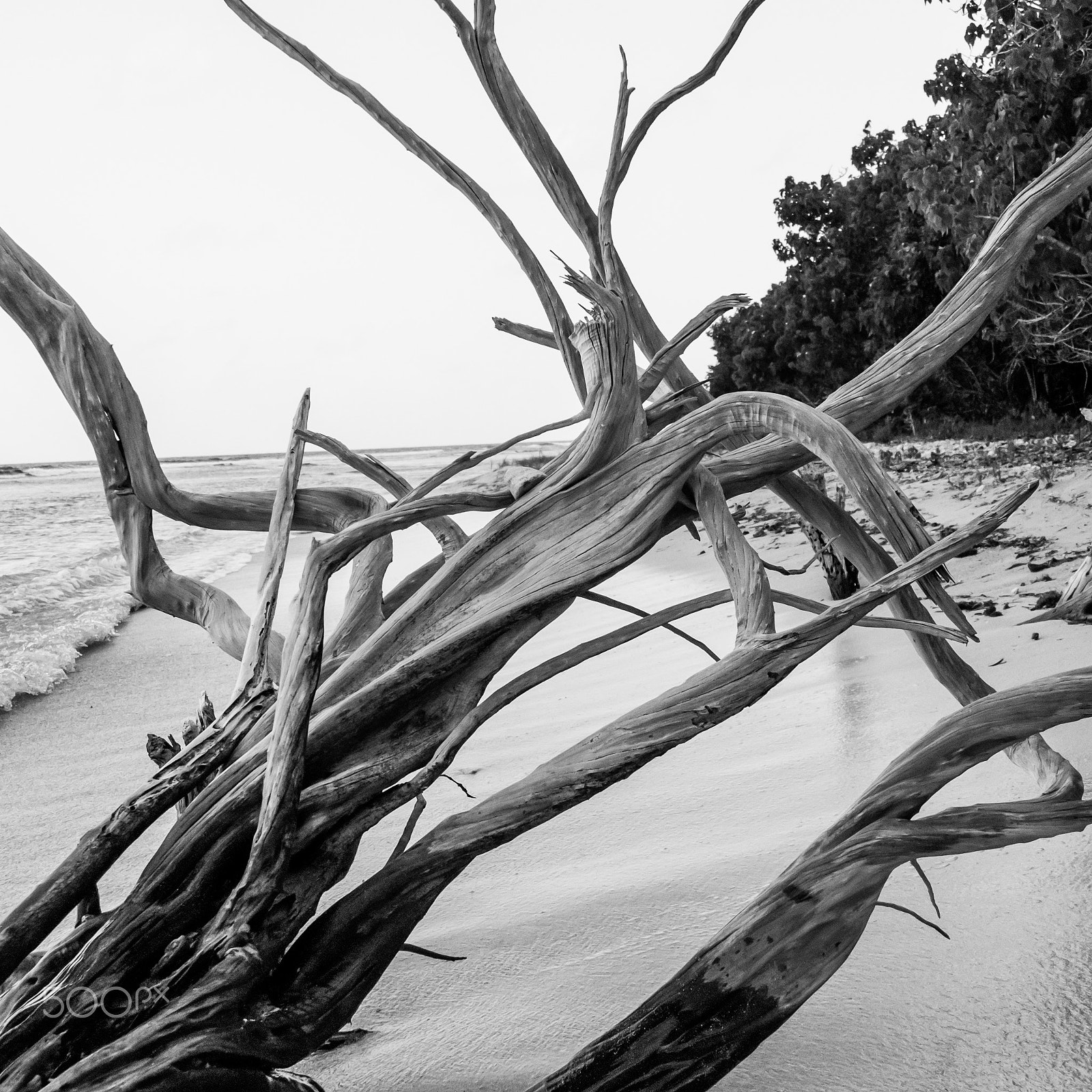 Nikon AF Nikkor 24-85mm F2.8-4D IF sample photo. Driftwood knot photography