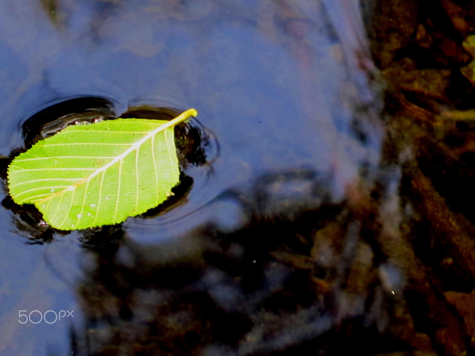 Canon PowerShot SD1300 IS (IXUS 105 / IXY 200F) sample photo. Floating leaf photography