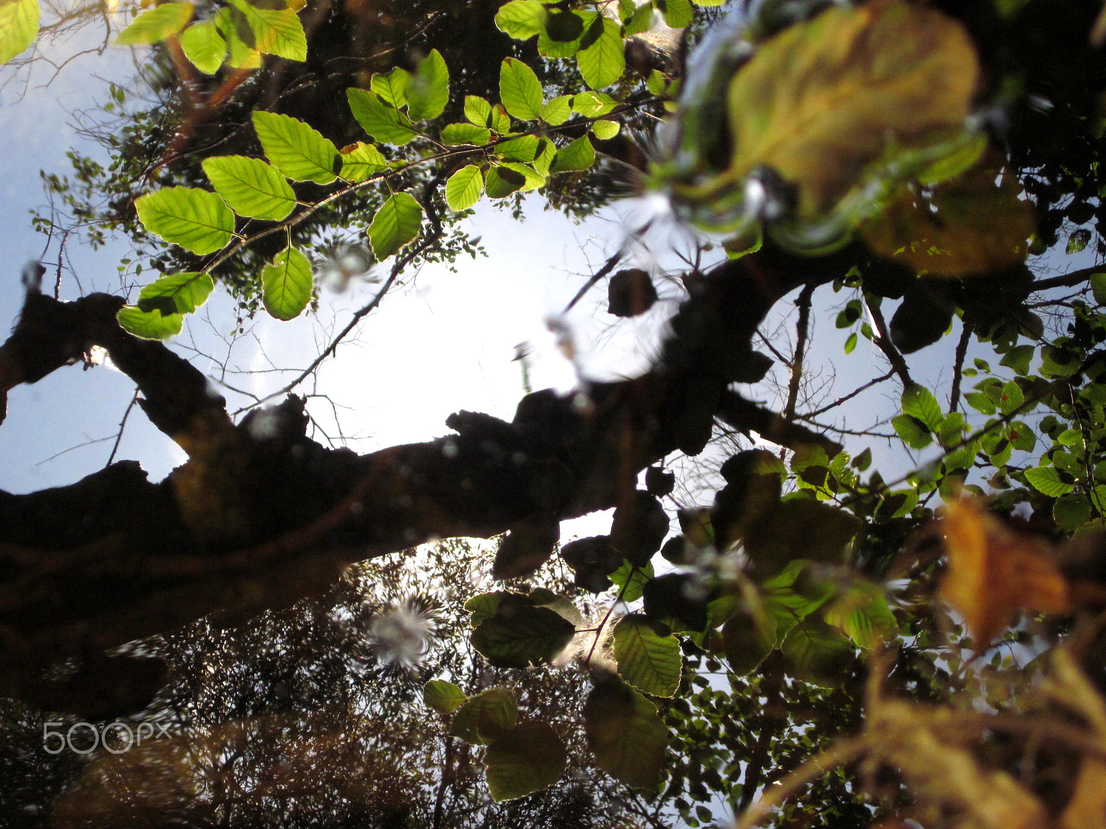 Canon PowerShot SD1300 IS (IXUS 105 / IXY 200F) sample photo. Reflections in a pond photography