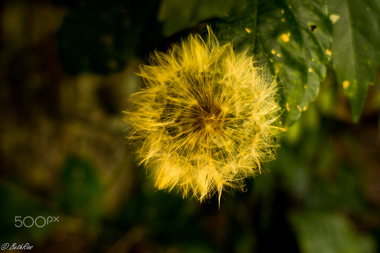 Nikon D7100 + Nikon AF Nikkor 24mm F2.8D sample photo. Fluffy photography