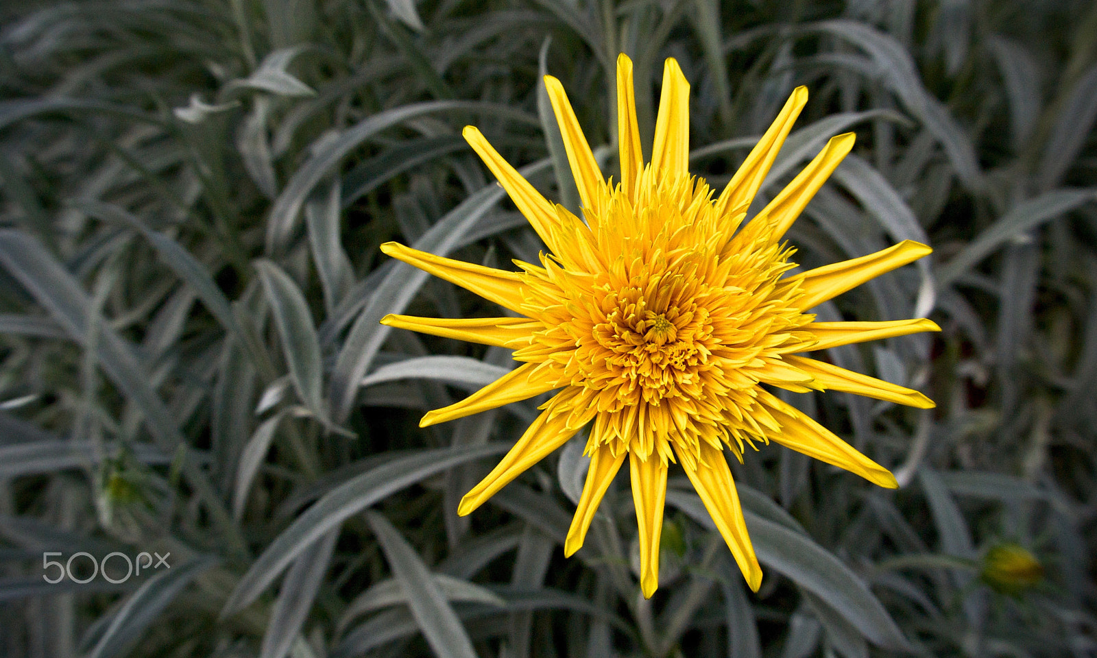 Nikon 1 J2 sample photo. Yellow rays photography