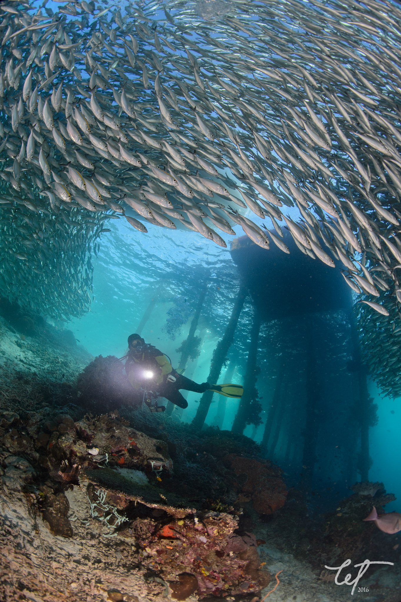 Nikon D4 + Nikon AF Fisheye-Nikkor 16mm F2.8D sample photo. Schooling scad @airborek pier1 photography