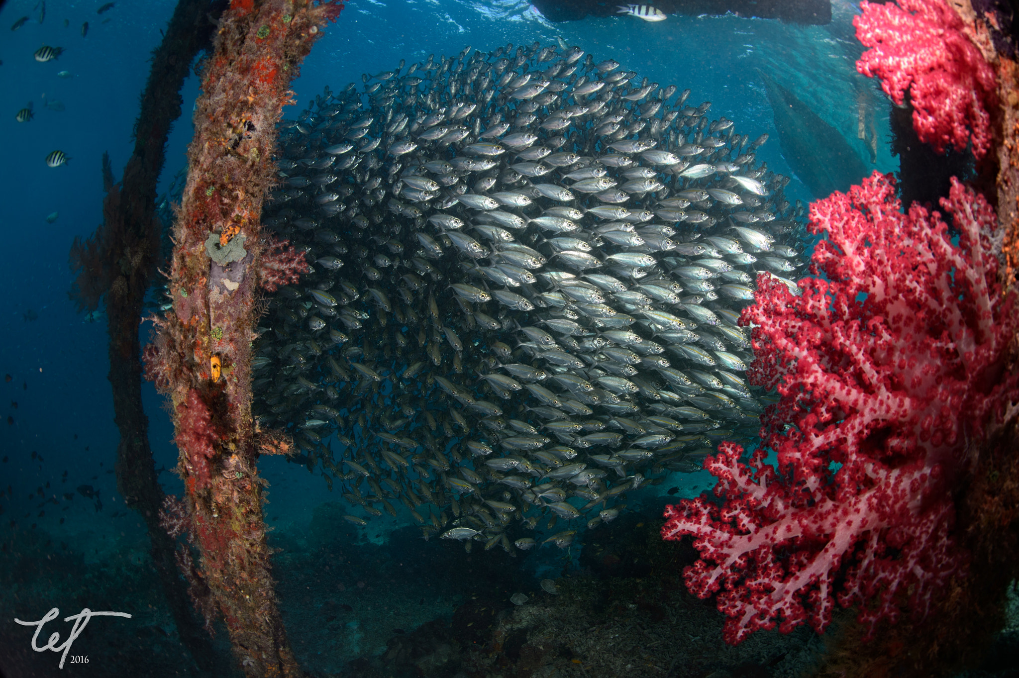Nikon D4 + Nikon AF Fisheye-Nikkor 16mm F2.8D sample photo. Schooling scad @airborek pier2 photography