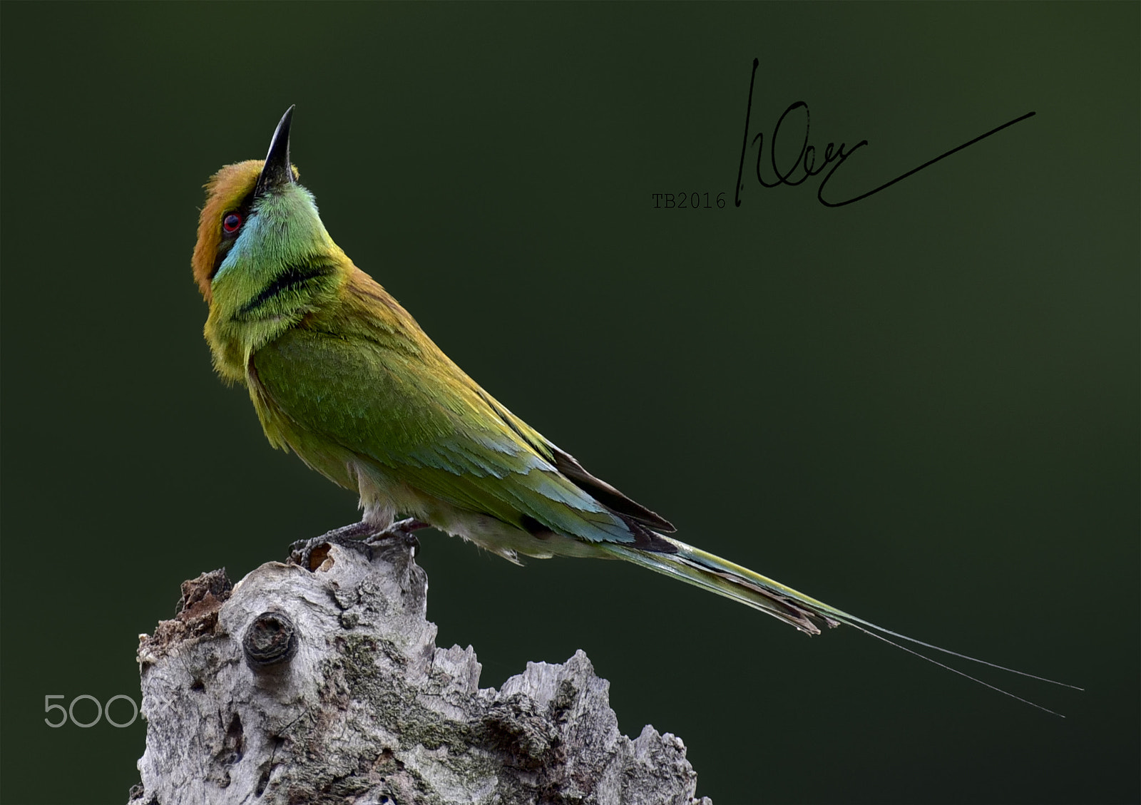 Nikon AF-S Nikkor 600mm F4D ED-IF II sample photo