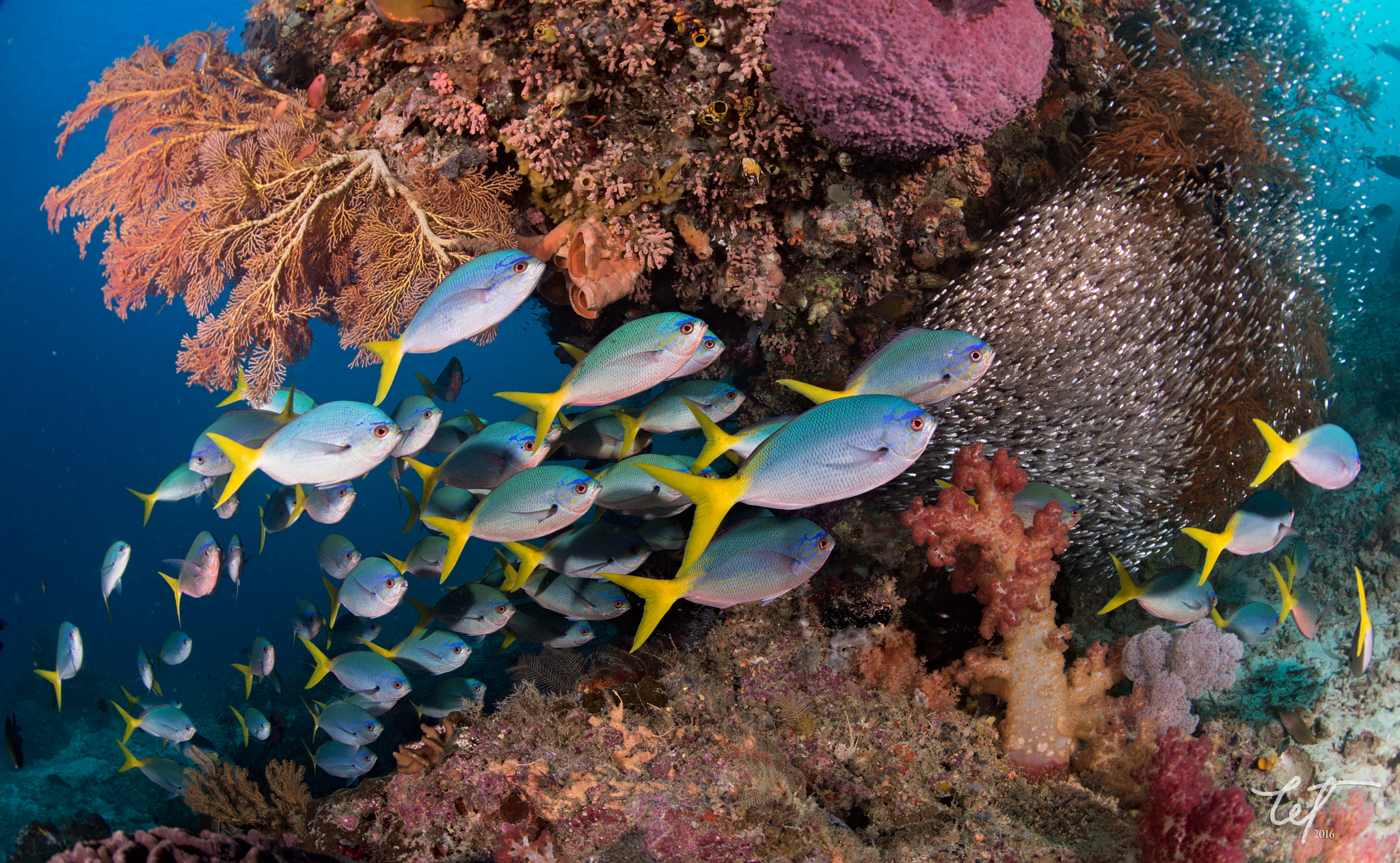 Nikon D4 + Nikon AF Fisheye-Nikkor 16mm F2.8D sample photo. Fusiliers with glass fish @ariborek photography