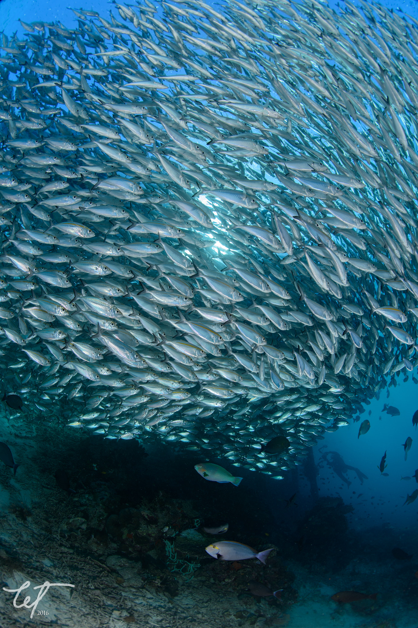 Nikon D4 + Nikon AF Fisheye-Nikkor 16mm F2.8D sample photo. Schooling scad @airborek pier3 photography