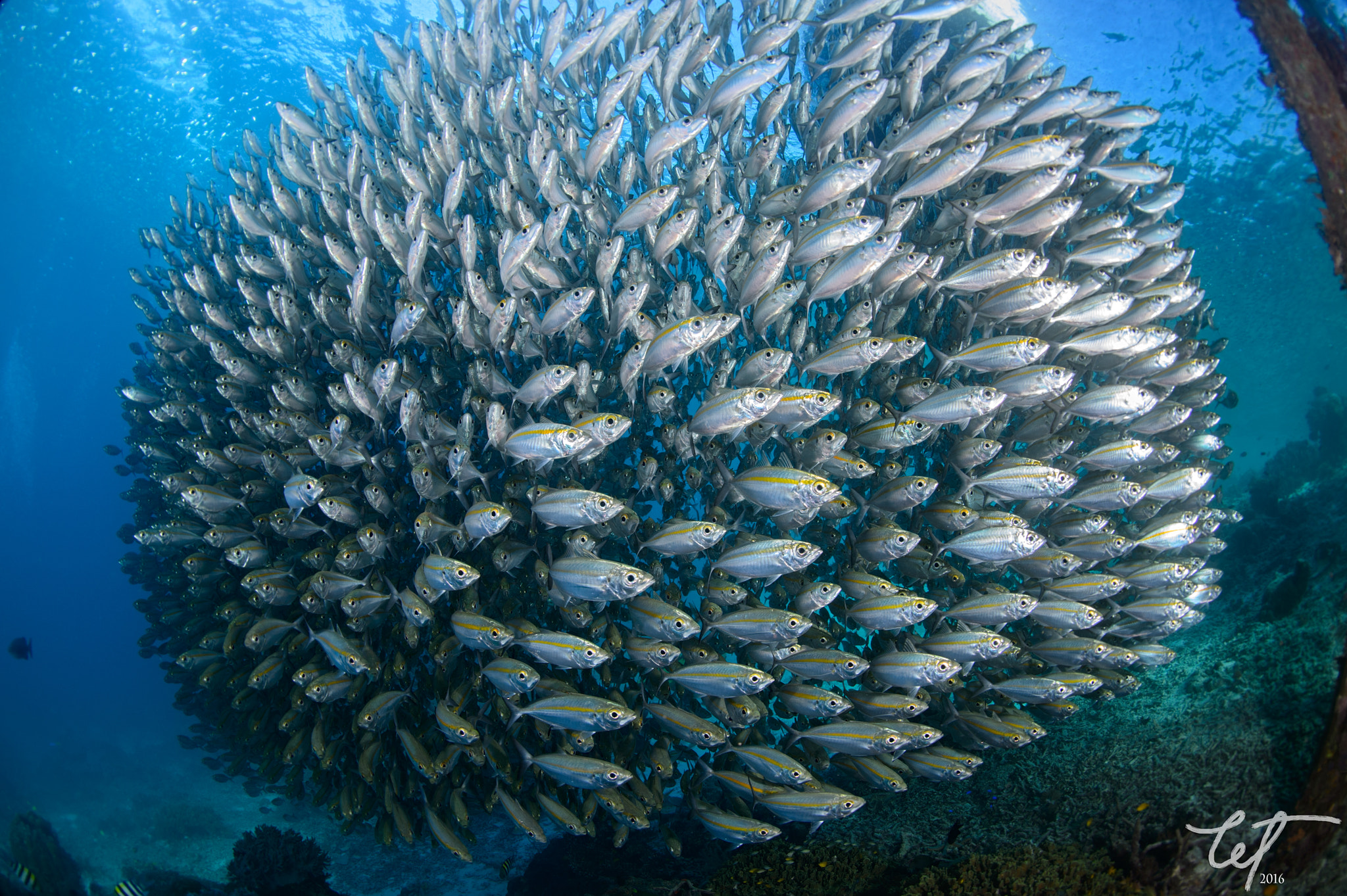 Nikon D4 + Nikon AF Fisheye-Nikkor 16mm F2.8D sample photo. Schooling scad @airborek pier4 photography