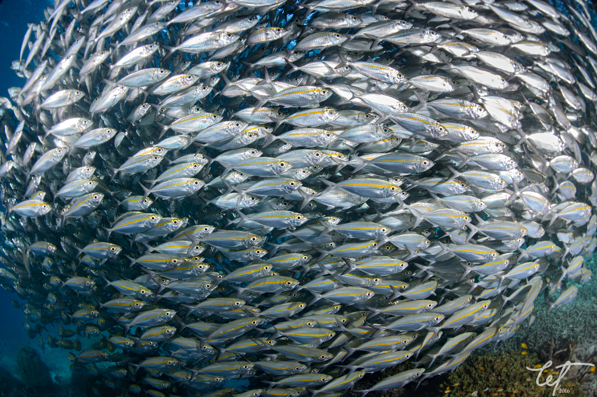 Nikon D4 + Nikon AF Fisheye-Nikkor 16mm F2.8D sample photo. Schooling scad @airborek pier5 photography